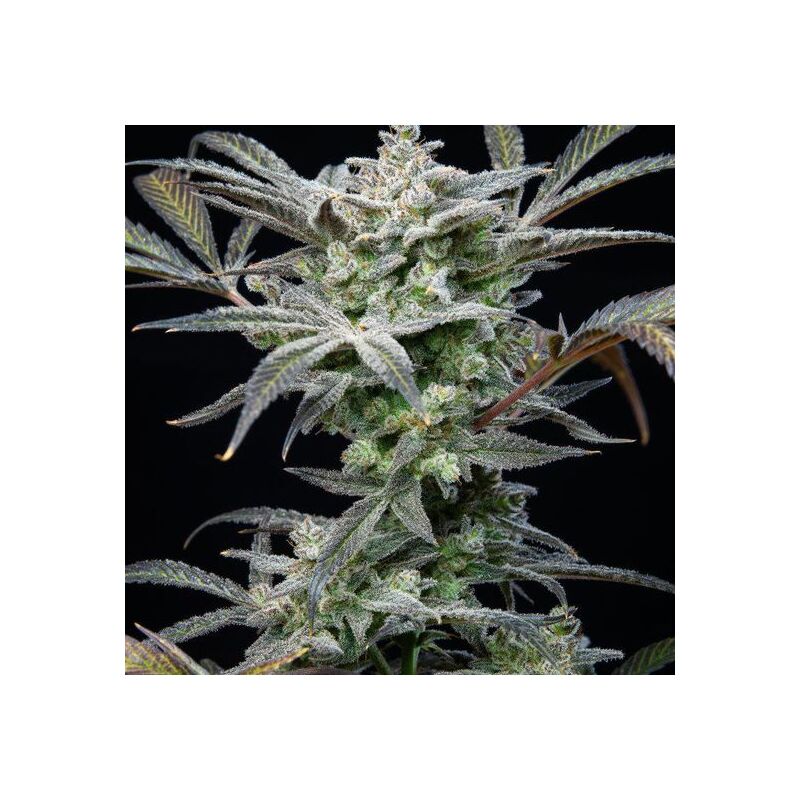 Strawberry Gorilla Auto, Фасовка: 3, изображение 9